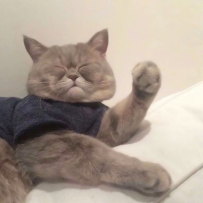 呆萌猫咪qq头像合集 软萌小众治愈系 动物头像 第12张 呆萌猫咪qq头像合集 软萌小众治愈系 动物头像 第12张