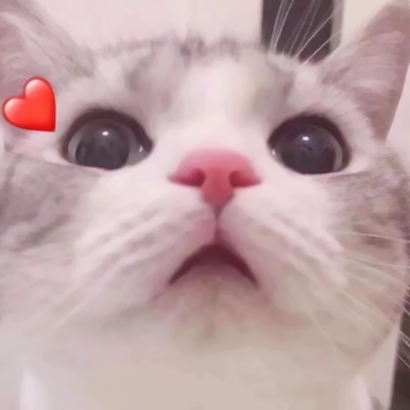 呆萌猫咪qq头像合集 软萌小众治愈系 动物头像 第13张 呆萌猫咪qq头像合集 软萌小众治愈系 动物头像 第13张