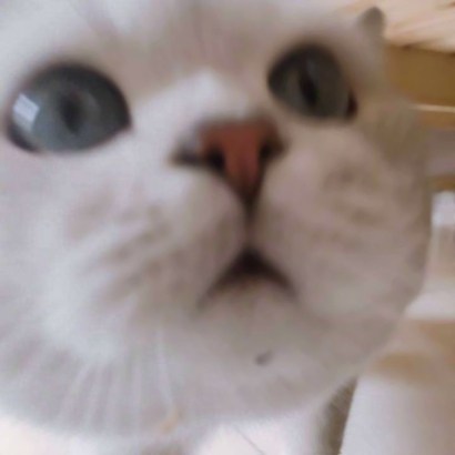 呆萌猫咪qq头像合集 软萌小众治愈系 动物头像 第21张 呆萌猫咪qq头像合集 软萌小众治愈系 动物头像 第21张