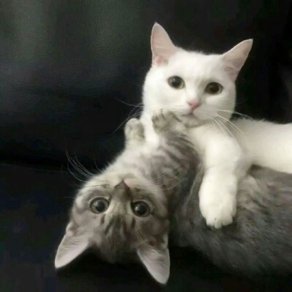 猫情侣头像两张一对合集|可爱猫咪情头一左一右 情侣头像 第13张 猫情侣头像两张一对合集|可爱猫咪情头一左一右 情侣头像 第13张