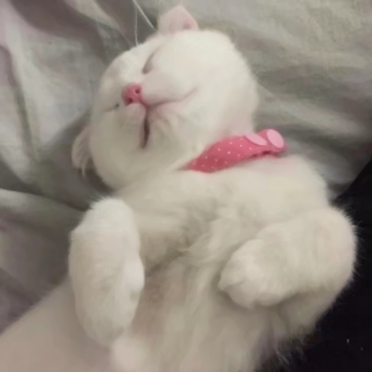 猫咪情侣头像抖音一人一张，爱猫情侣党必备 情侣头像 第8张