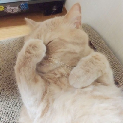 呆萌猫咪qq头像合集 软萌小众治愈系 动物头像 第29张 呆萌猫咪qq头像合集 软萌小众治愈系 动物头像 第29张