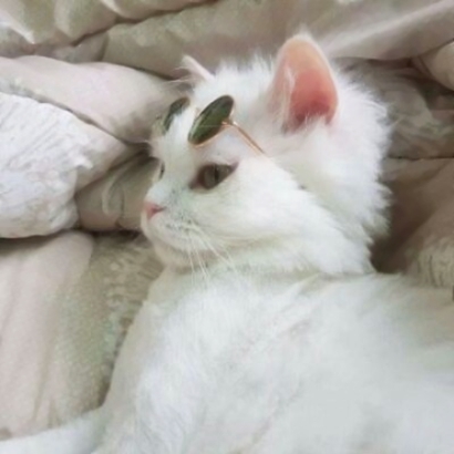 猫情侣头像两张一对合集|可爱猫咪情头一左一右 情侣头像 第21张 猫情侣头像两张一对合集|可爱猫咪情头一左一右 情侣头像 第21张