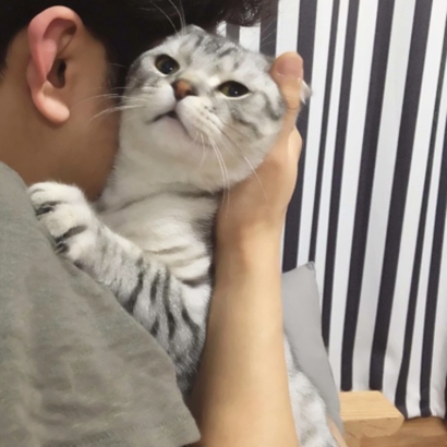 情侣头像超萌宠物推荐 软萌猫狗配对 情侣头像 第16张 情侣头像超萌宠物推荐 软萌猫狗配对 情侣头像 第16张