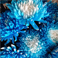 菊花头像图片大全唯美 其它头像 第9张 菊花头像图片大全唯美 其它头像 第9张