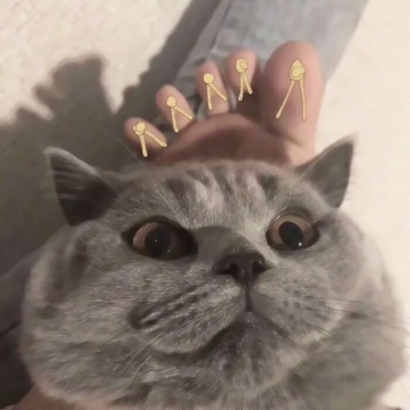 猫情侣头像两张一对合集|可爱猫咪情头一左一右 情侣头像 第6张 猫情侣头像两张一对合集|可爱猫咪情头一左一右 情侣头像 第6张