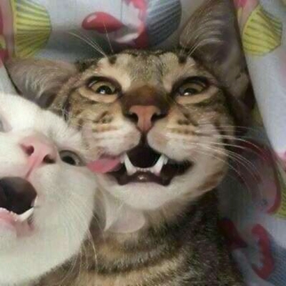 猫情侣头像两张一对合集|可爱猫咪情头一左一右 情侣头像 第20张 猫情侣头像两张一对合集|可爱猫咪情头一左一右 情侣头像 第20张