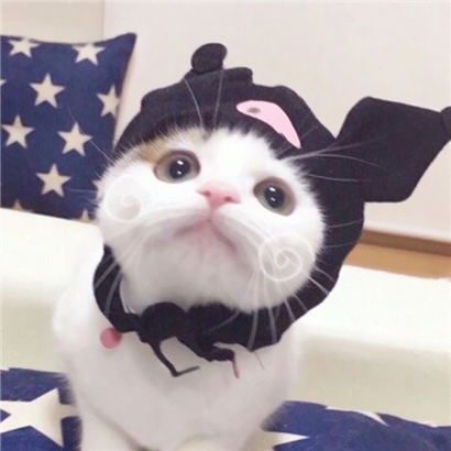 猫情侣头像两张一对合集|可爱猫咪情头一左一右 情侣头像 第7张 猫情侣头像两张一对合集|可爱猫咪情头一左一右 情侣头像 第7张