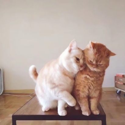 猫咪情侣头像抖音一人一张，爱猫情侣党必备 情侣头像 第9张