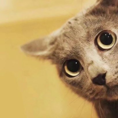 猫咪情侣头像抖音一人一张，爱猫情侣党必备 情侣头像 第18张