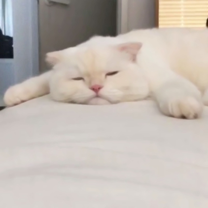 呆萌猫咪qq头像合集 软萌小众治愈系 动物头像 第4张 呆萌猫咪qq头像合集 软萌小众治愈系 动物头像 第4张