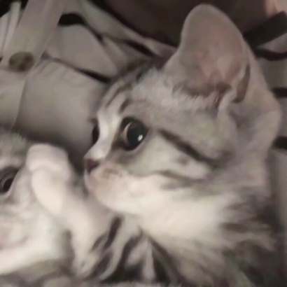 情侣头像超萌宠物推荐 软萌猫狗配对 情侣头像 第21张 情侣头像超萌宠物推荐 软萌猫狗配对 情侣头像 第21张