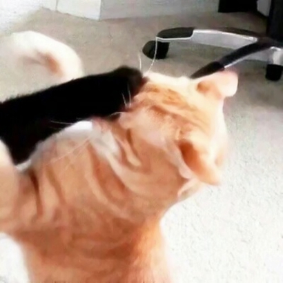 猫情侣头像两张一对合集|可爱猫咪情头一左一右 情侣头像 第27张 猫情侣头像两张一对合集|可爱猫咪情头一左一右 情侣头像 第27张