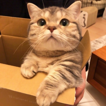 情侣头像超萌宠物推荐 软萌猫狗配对 情侣头像 第19张 情侣头像超萌宠物推荐 软萌猫狗配对 情侣头像 第19张