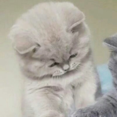 猫情侣头像两张一对合集|可爱猫咪情头一左一右 情侣头像 第12张 猫情侣头像两张一对合集|可爱猫咪情头一左一右 情侣头像 第12张