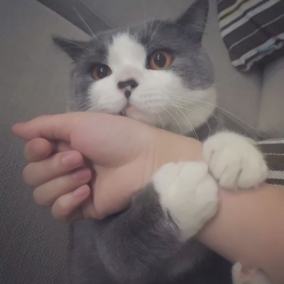 呆萌猫咪qq头像合集 软萌小众治愈系 动物头像 第23张 呆萌猫咪qq头像合集 软萌小众治愈系 动物头像 第23张