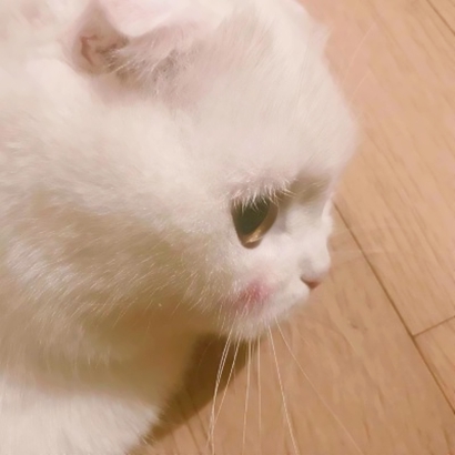 呆萌猫咪qq头像合集 软萌小众治愈系 动物头像 第10张 呆萌猫咪qq头像合集 软萌小众治愈系 动物头像 第10张