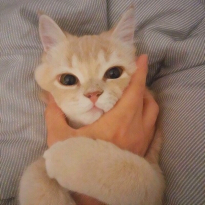 呆萌猫咪qq头像合集 软萌小众治愈系 动物头像 第19张 呆萌猫咪qq头像合集 软萌小众治愈系 动物头像 第19张