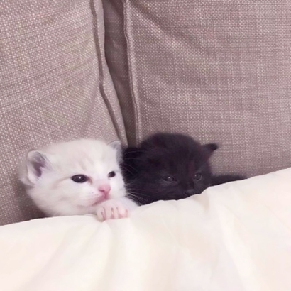 呆萌猫咪qq头像合集 软萌小众治愈系 动物头像 第31张 呆萌猫咪qq头像合集 软萌小众治愈系 动物头像 第31张