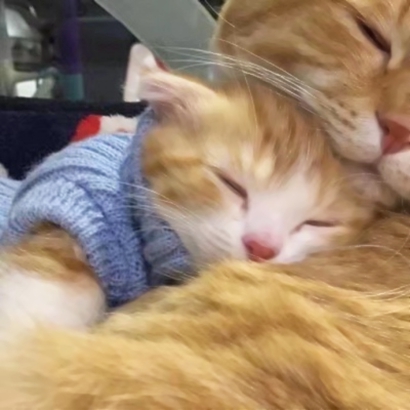 猫咪情侣头像抖音一人一张，爱猫情侣党必备 情侣头像 第5张