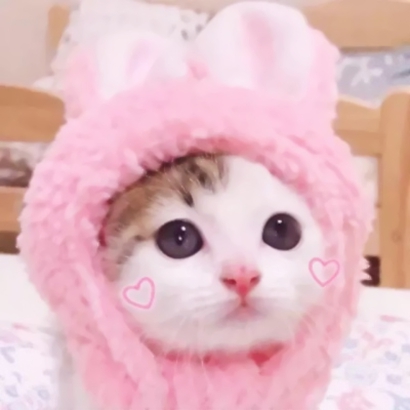 呆萌可爱小猫头像|高清软萌猫咪头像图片大全 动物头像 第3张 呆萌可爱小猫头像|高清软萌猫咪头像图片大全 动物头像 第3张
