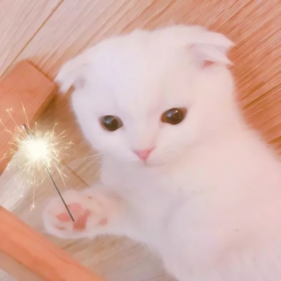 呆萌可爱小猫头像|高清软萌猫咪头像图片大全 动物头像 第6张 呆萌可爱小猫头像|高清软萌猫咪头像图片大全 动物头像 第6张