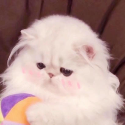呆萌猫咪qq头像合集 软萌小众治愈系 动物头像 第5张 呆萌猫咪qq头像合集 软萌小众治愈系 动物头像 第5张
