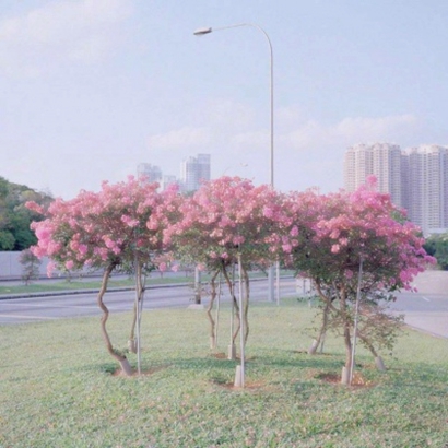 好看的风景花朵头像|唯美高清花朵风景图片头像合集 风景头像 第4张 好看的风景花朵头像|唯美高清花朵风景图片头像合集 风景头像 第4张