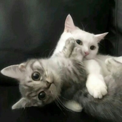 猫情侣头像两张一对合集|可爱猫咪情头一左一右 情侣头像 第14张 猫情侣头像两张一对合集|可爱猫咪情头一左一右 情侣头像 第14张