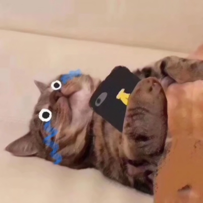 呆萌猫咪qq头像合集 软萌小众治愈系 动物头像 第11张 呆萌猫咪qq头像合集 软萌小众治愈系 动物头像 第11张