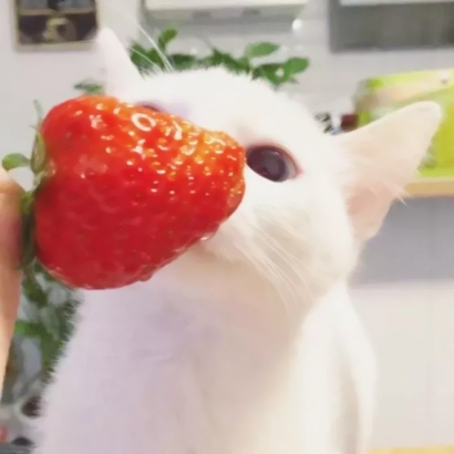 呆萌可爱小猫头像|高清软萌猫咪头像图片大全 动物头像 第5张 呆萌可爱小猫头像|高清软萌猫咪头像图片大全 动物头像 第5张