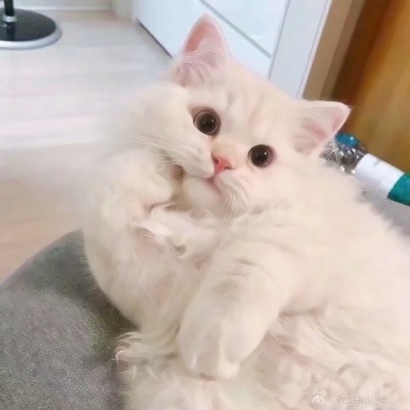 呆萌猫咪qq头像合集 软萌小众治愈系 动物头像 第14张 呆萌猫咪qq头像合集 软萌小众治愈系 动物头像 第14张