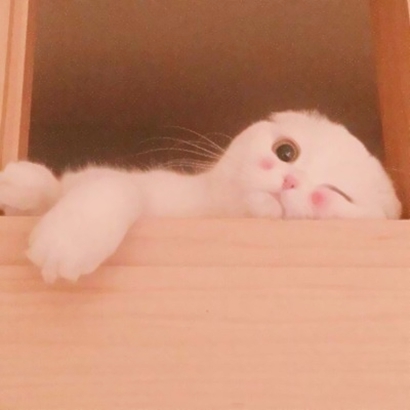 呆萌猫咪qq头像合集 软萌小众治愈系 动物头像 第7张 呆萌猫咪qq头像合集 软萌小众治愈系 动物头像 第7张
