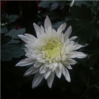 菊花头像图片大全唯美 其它头像 第11张 菊花头像图片大全唯美 其它头像 第11张