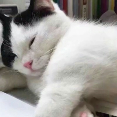 猫情侣头像两张一对合集|可爱猫咪情头一左一右 情侣头像 第33张 猫情侣头像两张一对合集|可爱猫咪情头一左一右 情侣头像 第33张