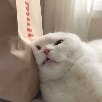 呆萌猫咪qq头像合集 软萌小众治愈系 动物头像 第15张 呆萌猫咪qq头像合集 软萌小众治愈系 动物头像 第15张