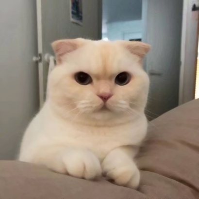 猫咪情侣头像抖音一人一张，爱猫情侣党必备 情侣头像 第2张