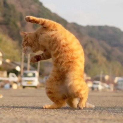 猫咪情侣头像抖音一人一张，爱猫情侣党必备 情侣头像 第13张