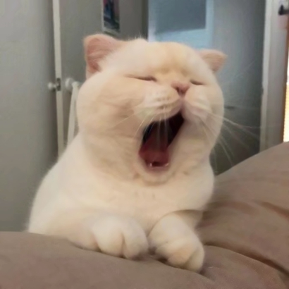 猫咪情侣头像抖音一人一张，爱猫情侣党必备 情侣头像 第1张
