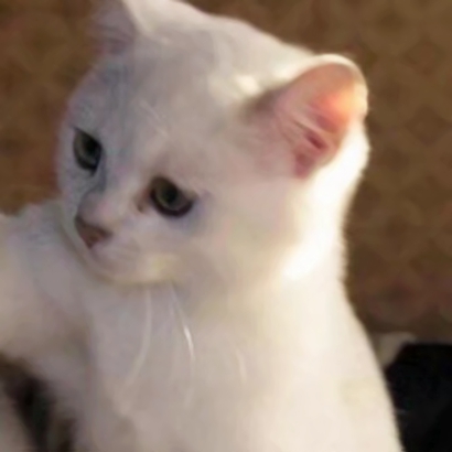 猫咪情侣头像抖音一人一张，爱猫情侣党必备 情侣头像 第16张