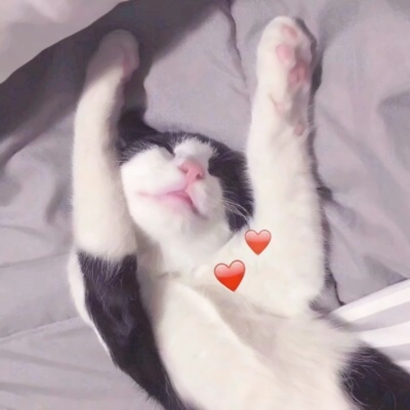 猫情侣头像两张一对合集|可爱猫咪情头一左一右 情侣头像 第1张 猫情侣头像两张一对合集|可爱猫咪情头一左一右 情侣头像 第1张