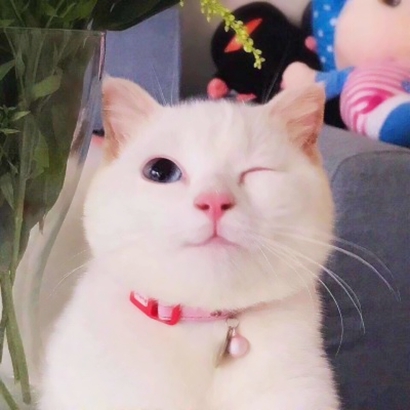 呆萌猫咪qq头像合集 软萌小众治愈系 动物头像 第16张 呆萌猫咪qq头像合集 软萌小众治愈系 动物头像 第16张