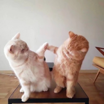 猫咪情侣头像抖音一人一张，爱猫情侣党必备 情侣头像 第10张