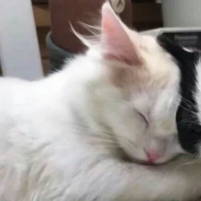 猫情侣头像两张一对合集|可爱猫咪情头一左一右 情侣头像 第34张 猫情侣头像两张一对合集|可爱猫咪情头一左一右 情侣头像 第34张