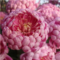 菊花头像图片大全唯美 其它头像 第13张 菊花头像图片大全唯美 其它头像 第13张