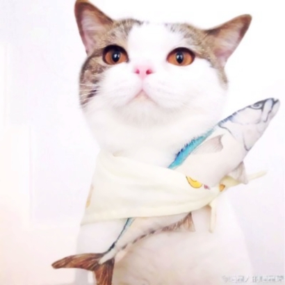 呆萌猫咪qq头像合集 软萌小众治愈系 动物头像 第33张 呆萌猫咪qq头像合集 软萌小众治愈系 动物头像 第33张