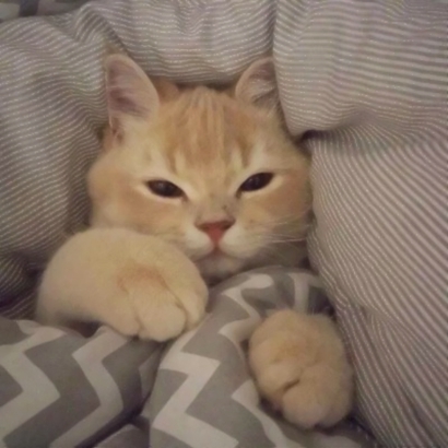 呆萌猫咪qq头像合集 软萌小众治愈系 动物头像 第36张 呆萌猫咪qq头像合集 软萌小众治愈系 动物头像 第36张