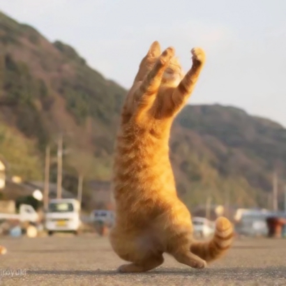 猫咪情侣头像抖音一人一张，爱猫情侣党必备 情侣头像 第14张