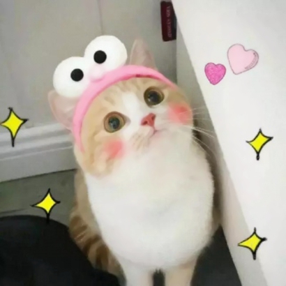 呆萌可爱小猫头像|高清软萌猫咪头像图片大全 动物头像 第7张 呆萌可爱小猫头像|高清软萌猫咪头像图片大全 动物头像 第7张