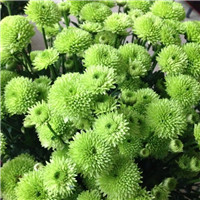 菊花头像图片大全唯美 其它头像 第4张 菊花头像图片大全唯美 其它头像 第4张